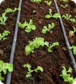 Agriculture